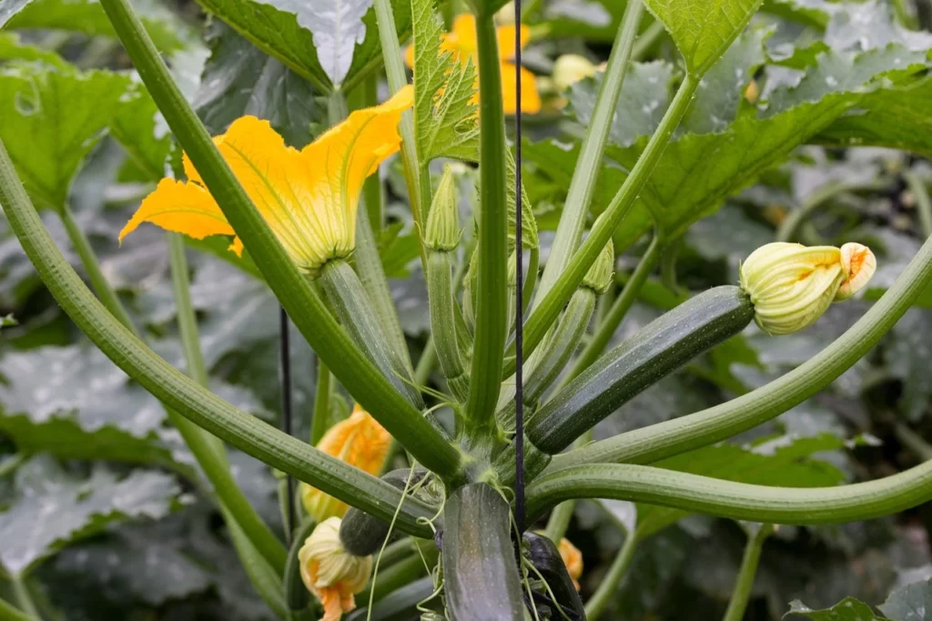 une fleur de courgette qui est comestible